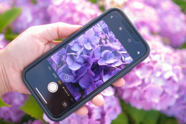 花の撮影イメージ